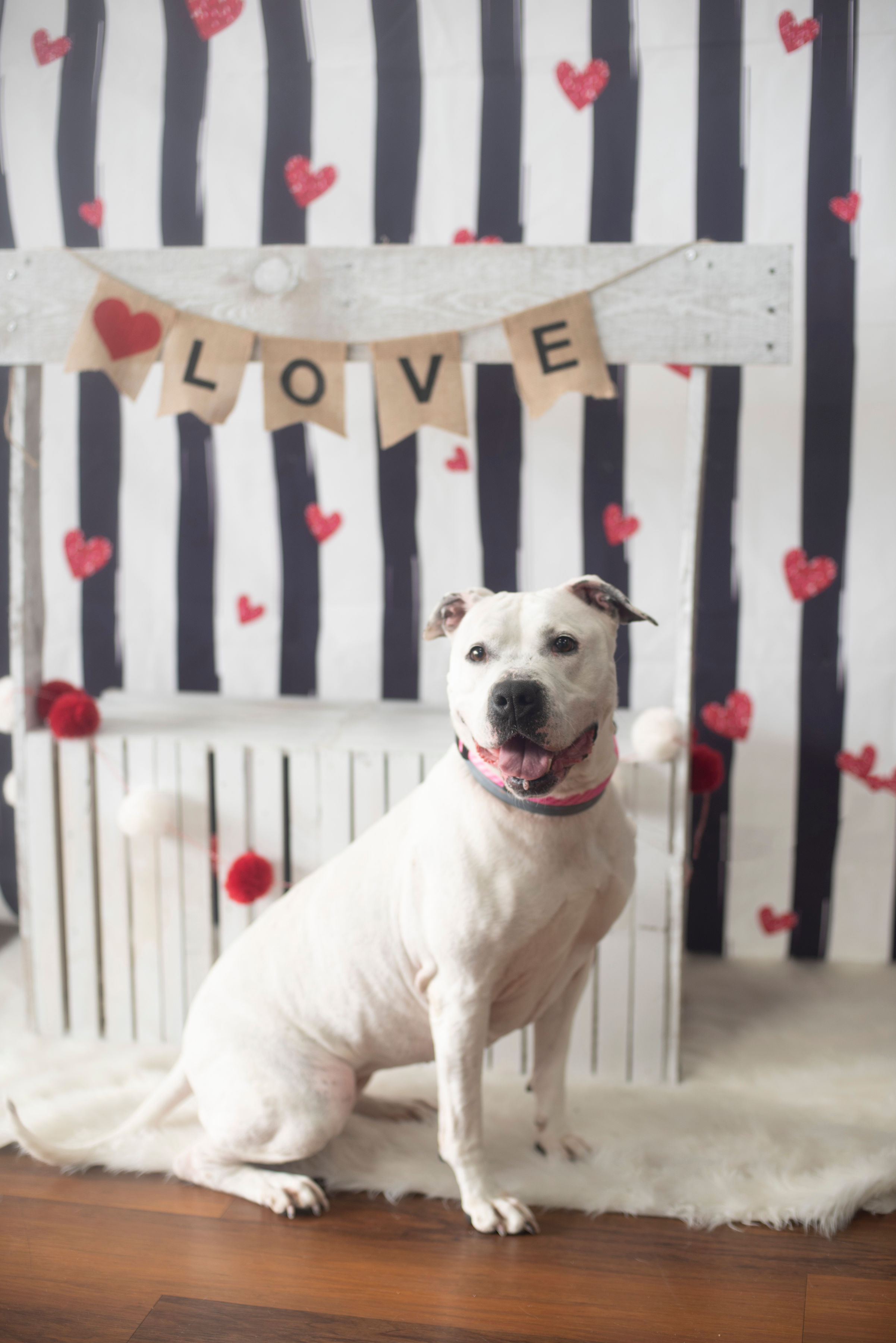Missy~ The Dainty American Bulldog - Twenty Paws Rescue