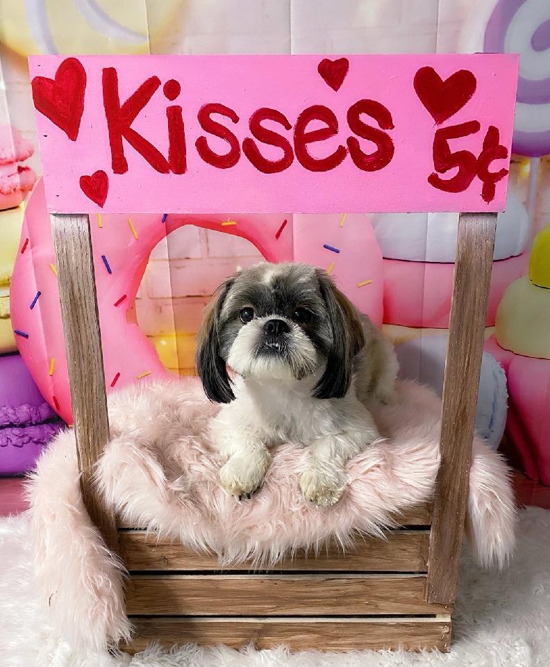 Shih tzu and precious paws best sale rescue